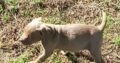 pitbull puppies