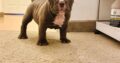 Micro BULLY amazing structure fire blood