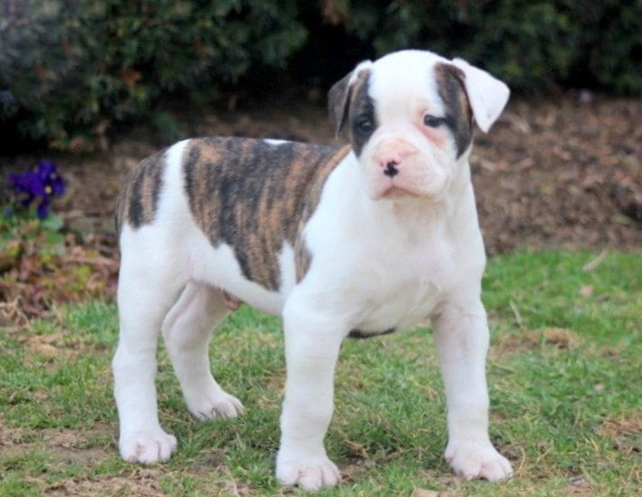 American Bulldog Puppy For Sale